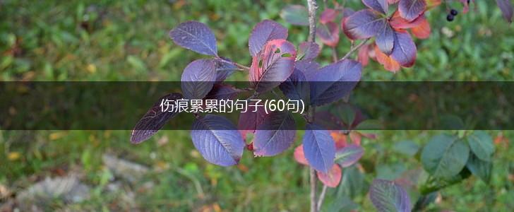 伤痕累累的句子(60句),第1张