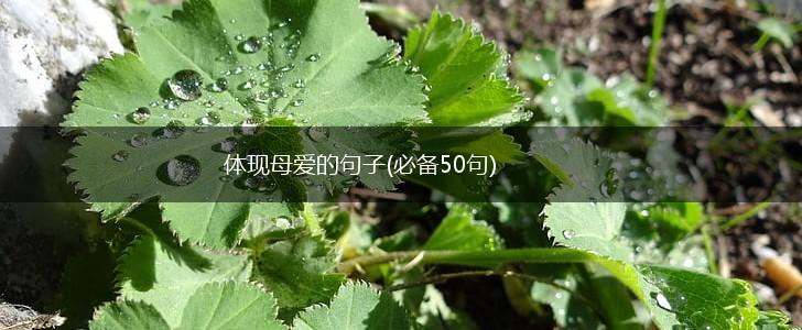 体现母爱的句子(必备50句),第1张