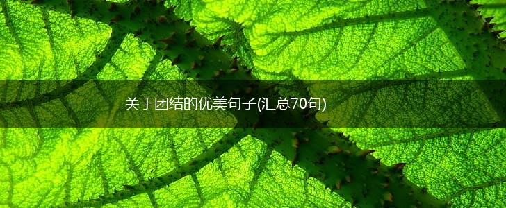 关于团结的优美句子(汇总70句),第1张