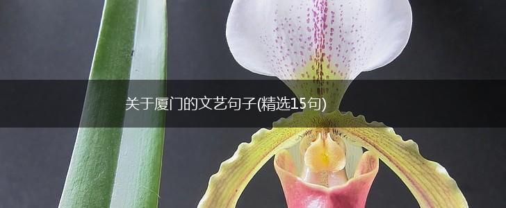 关于厦门的文艺句子(精选15句),第1张