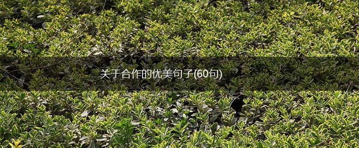 关于合作的优美句子(60句),第1张