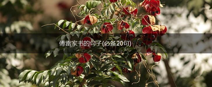 傅雷家书的句子(必备20句),第1张