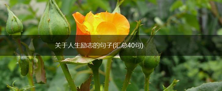 关于人生励志的句子(汇总40句),第1张
