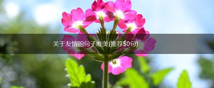 关于友情的句子唯美(推荐50句),第1张