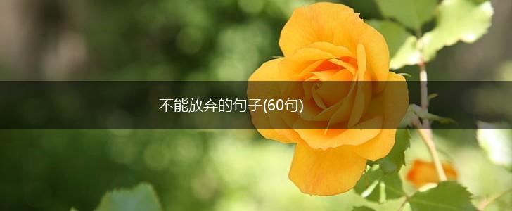 不能放弃的句子(60句),第1张