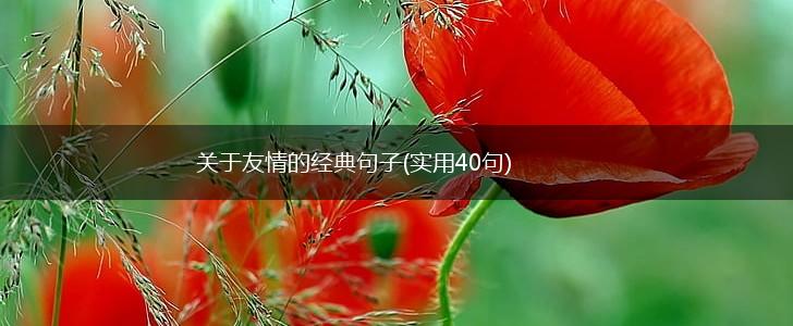 关于友情的经典句子(实用40句),第1张