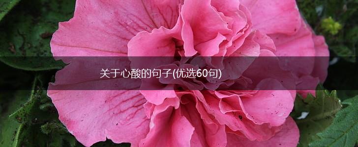 关于心酸的句子(优选60句),第1张