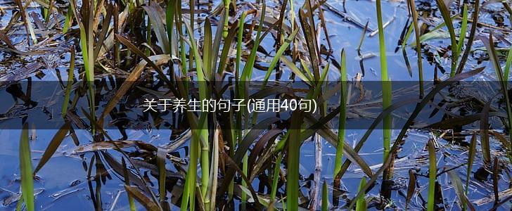 关于养生的句子(通用40句),第1张