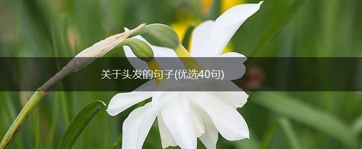 关于头发的句子(优选40句),第1张