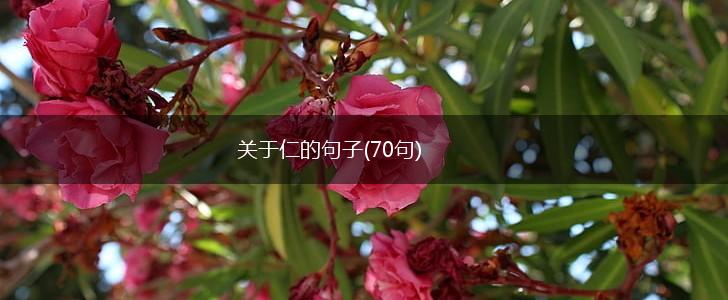 关于仁的句子(70句),第1张