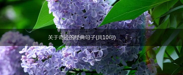 关于奇迹的经典句子(共10句),第1张