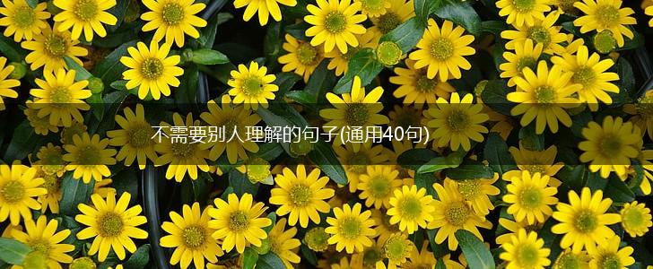 不需要别人理解的句子(通用40句),第1张