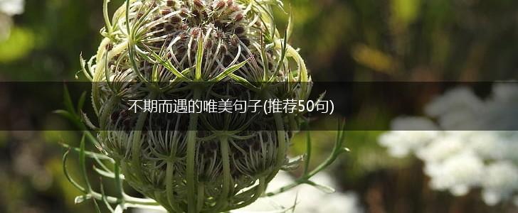 不期而遇的唯美句子(推荐50句),第1张