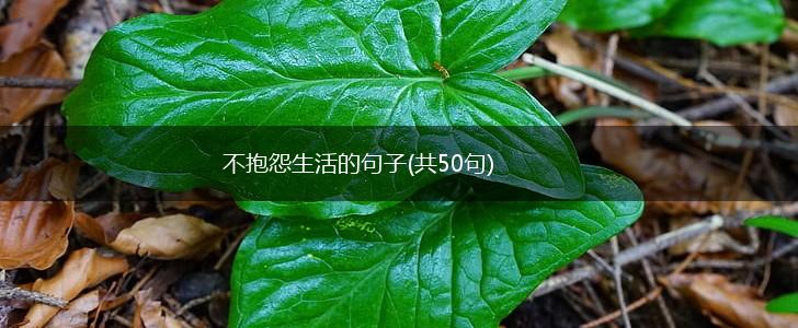 不抱怨生活的句子(共50句),第1张