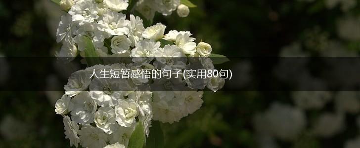 人生短暂感悟的句子(实用80句),第1张