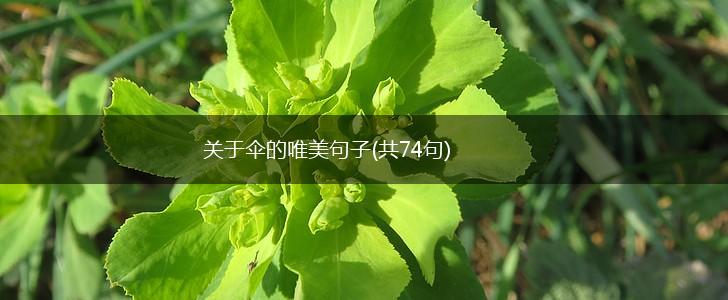 关于伞的唯美句子(共74句),第1张