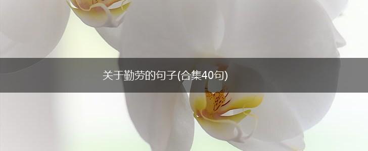 关于勤劳的句子(合集40句),第1张