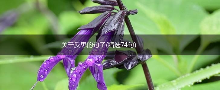 关于反思的句子(精选74句),第1张
