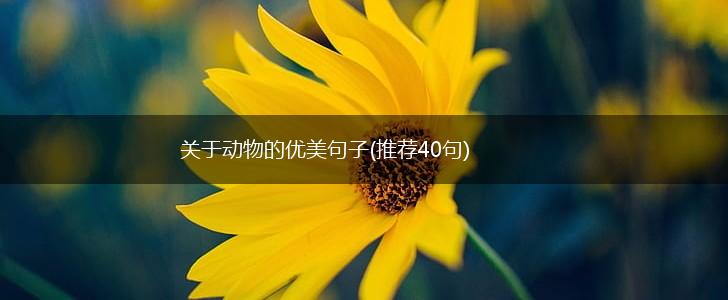 关于动物的优美句子(推荐40句),第1张