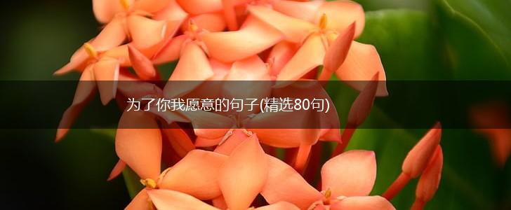 为了你我愿意的句子(精选80句),第1张