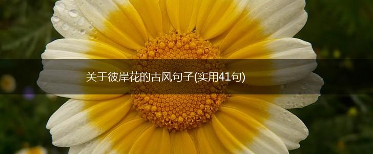 关于彼岸花的古风句子(实用41句),第1张