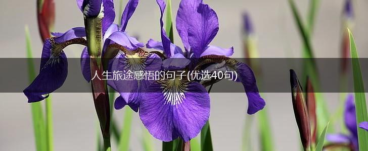 人生旅途感悟的句子(优选40句),第1张