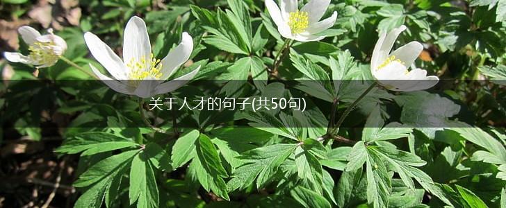 关于人才的句子(共50句),第1张