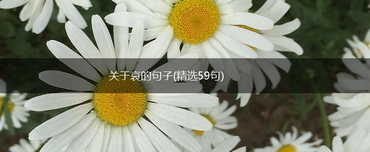 关于哀的句子(精选59句),第1张