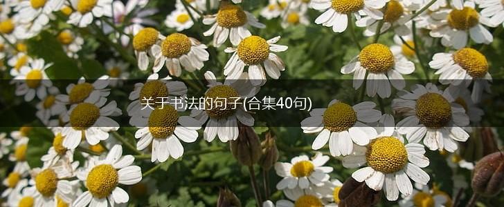 关于书法的句子(合集40句),第1张