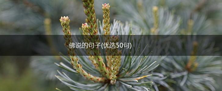 佛说的句子(优选50句),第1张