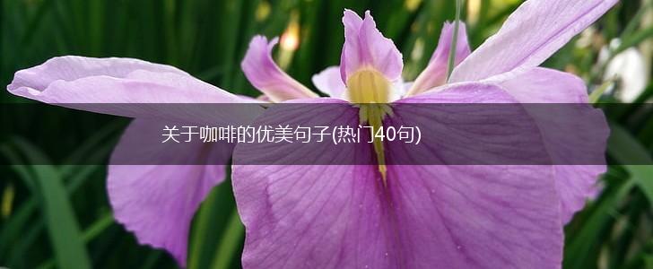 关于咖啡的优美句子(热门40句),第1张
