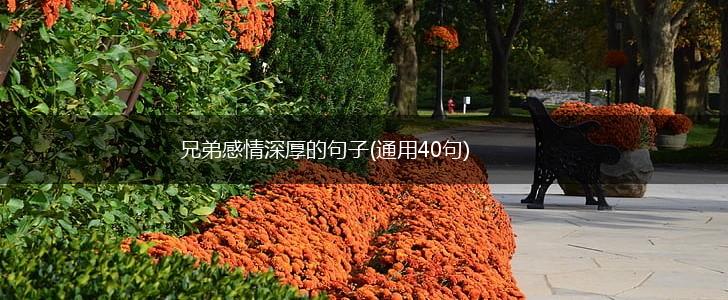 兄弟感情深厚的句子(通用40句),第1张