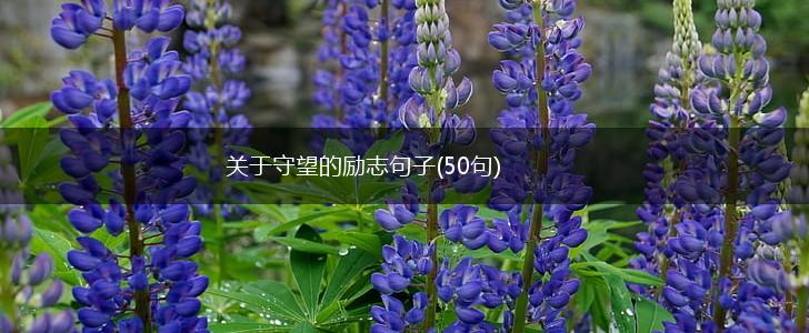 关于守望的励志句子(50句),第1张