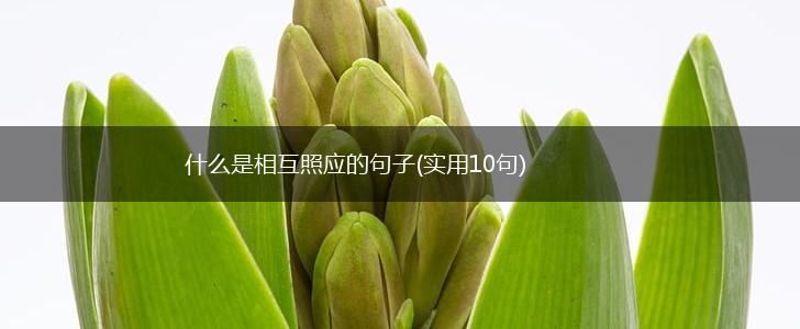 什么是相互照应的句子(实用10句),第1张