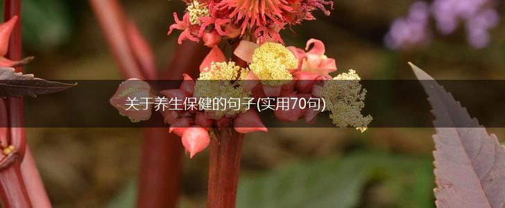 关于养生保健的句子(实用70句),第1张