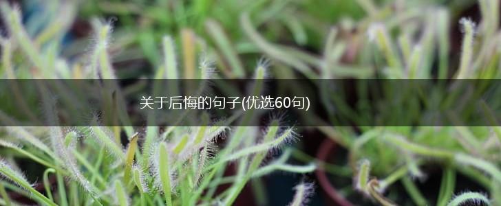 关于后悔的句子(优选60句),第1张