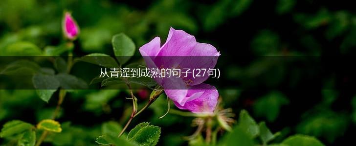 从青涩到成熟的句子(27句),第1张