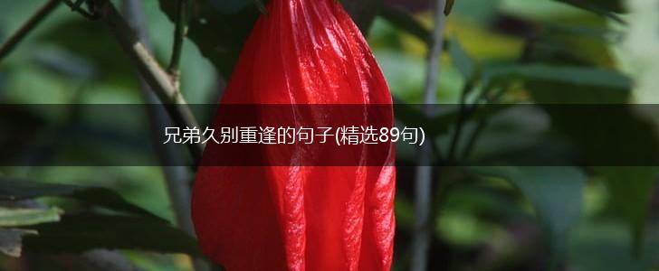 兄弟久别重逢的句子(精选89句),第1张