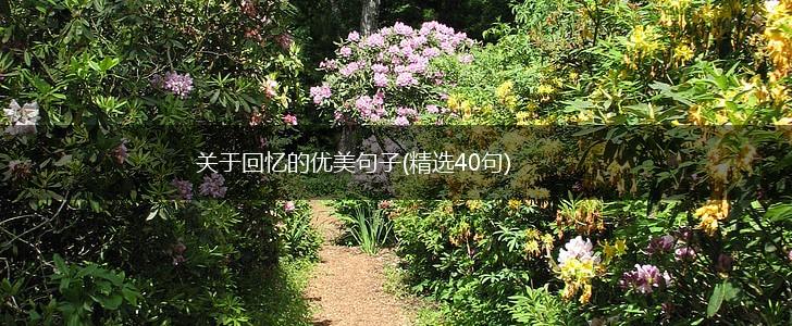 关于回忆的优美句子(精选40句),第1张