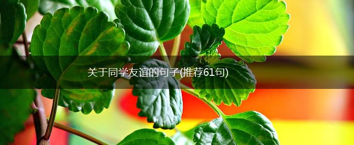 关于同学友谊的句子(推荐61句),第1张