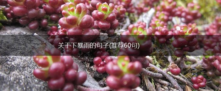 关于下暴雨的句子(推荐60句),第1张