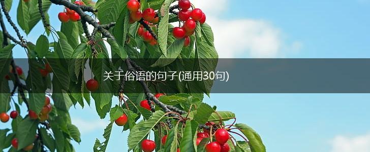 关于俗语的句子(通用30句),第1张