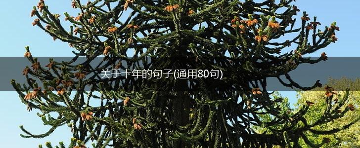 关于十年的句子(通用80句),第1张