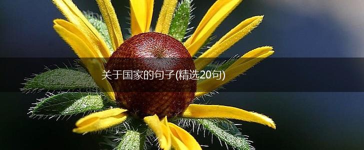 关于国家的句子(精选20句),第1张