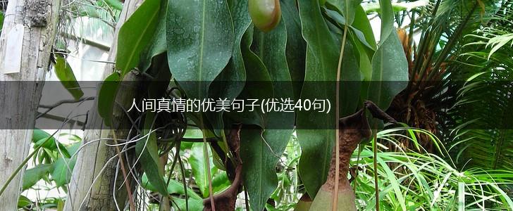 人间真情的优美句子(优选40句),第1张