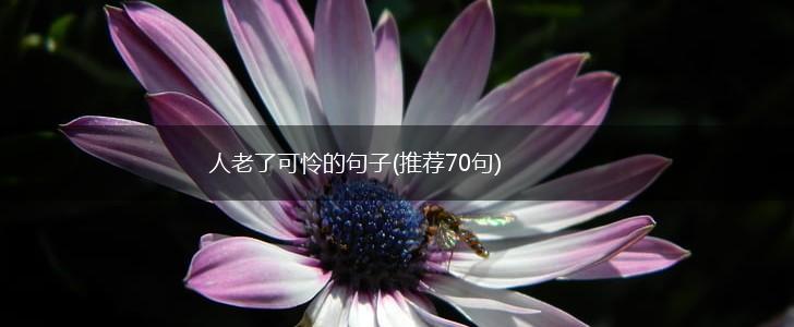 人老了可怜的句子(推荐70句),第1张