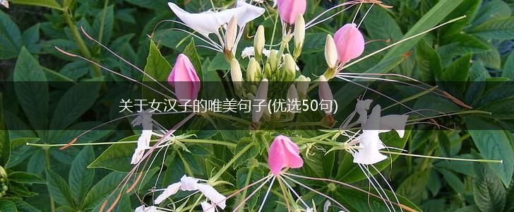 关于女汉子的唯美句子(优选50句),第1张