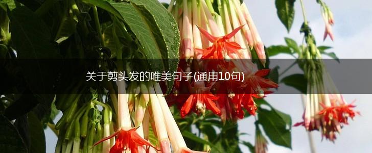 关于剪头发的唯美句子(通用10句),第1张