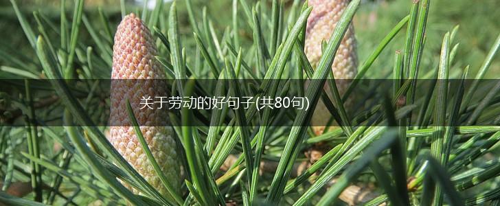 关于劳动的好句子(共80句),第1张