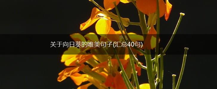 关于向日葵的唯美句子(汇总40句),第1张
